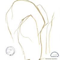 IRGC 101384 Herbarium