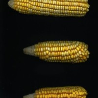 CIMMYTMA 7470 BRAZ 1127 AF18A-0903-71 E.jpg