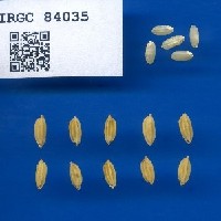 IRGC 84035 Seed Photo