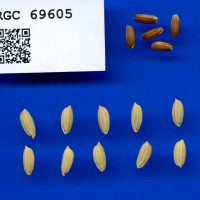 IRGC 69605 Seed Photo