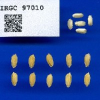 IRGC 97010 Seed Photo