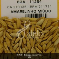 BRA00008589-4.JPG