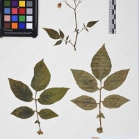 CIP 761395_OCH 12016_08.jpg