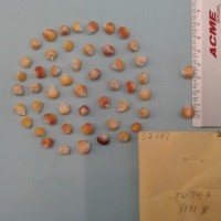 CIMMYTMA 5278 - Reference Inventory.jpg