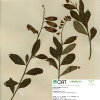 17847 herbarium
