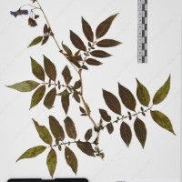 CIP 765691_RPSP 002_04.jpg