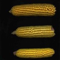 CIMMYTMA 30527 PHIL10290 PV19A-1902-2 E1.jpg