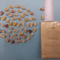 CIMMYTMA 7622 - Reference inventory.jpg