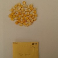 CIMMYTMA 5036 - Reference Inventory.jpg