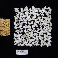 Popped and not popped comparison labeled.jpg