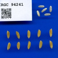 IRGC 94241 Seed Photo