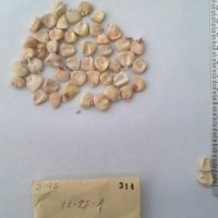 CIMMYTMA 314 - Reference Inventory.jpg