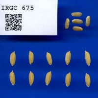IRGC 675 Seed Photo