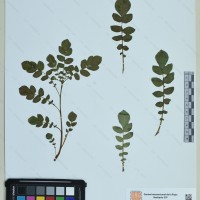 CIP 760884 herbarium