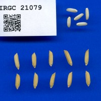 IRGC 21079 Seed Photo