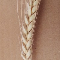 CWI_17324_52594_40_4_c.jpg