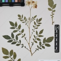 CIP 761021_OCH 13861_02.jpg