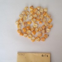 CIMMYTMA 4174 - Reference Inventory.jpg