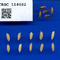 IRGC 114682 Seed Photo