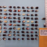 CIMMYTMA 16073 - Reference Inventory.jpg