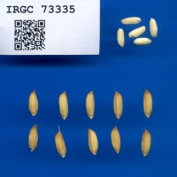 IRGC 73335 Seed Photo