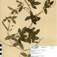 9039 herbarium