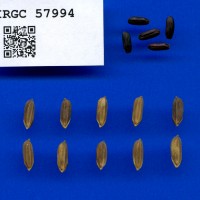 IRGC 57994 Seed Photo