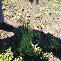 094952(Lathyrus ochrus5293).jpg