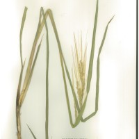 IRGC 92929 Herbarium