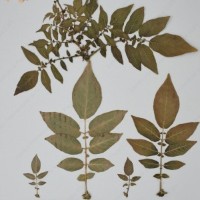 CIP 760305_HHCH 4728_09.jpg