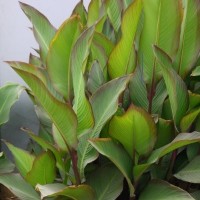 CIP 206005 (plant).jpg