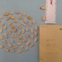 CIMMYTMA 6927 - Reference Inventory.jpg