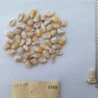 CIMMYTMA 1395 - Reference Inventory.jpg