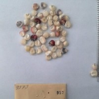 CIMMYTMA 957 - Reference Inventory.jpg