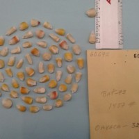 CIMMYTMA 6069 - Reference Inventory.jpg