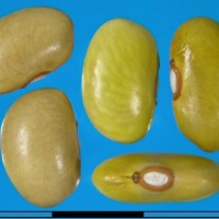 G50133B seed.jpg