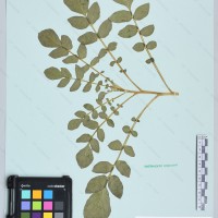 CIP 760339 herbarium