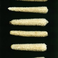 CIMMYTMA 24700 MEXI 681 TC24U-2903-228 C.jpg