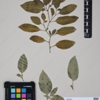 CIP 760538_HAM 206_04.jpg