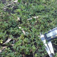 Medicago polymorpha_7646 (3).jpg