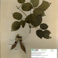 8772 herbarium