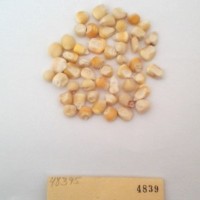 CIMMYTMA 4839 - Reference Inventory.jpg