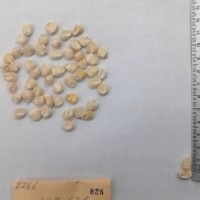 CIMMYTMA 826 - Reference Inventory.jpg