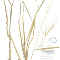 IRGC 86481 Herbarium