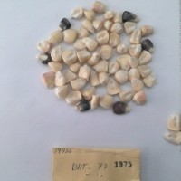 CIMMYTMA 1975 - Reference Inventory.jpg