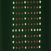 CIMMYTMA 19129 BRAZ RR048 AF23A-0903-24 K.jpg