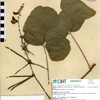 17287 herbarium