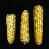 CIMMYTMA 27408 CHIS 822 TC24U-2903-163 E1.jpg