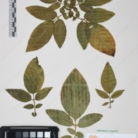 CIP 760473_HHA 6665.jpg