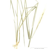 IRGC 104979 Herbarium